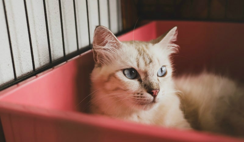 A cat with blue eyes in a red plastic box
