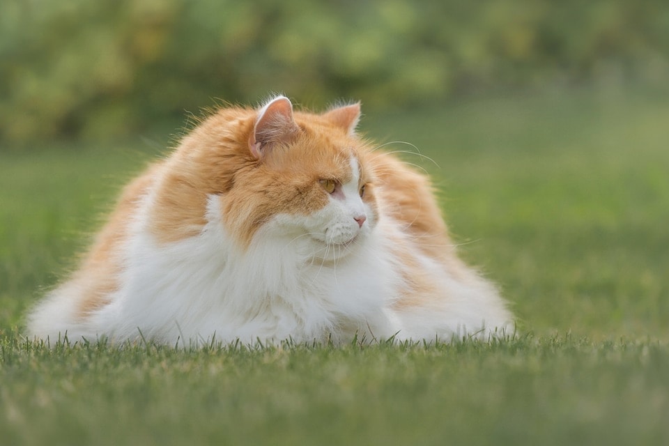Long haired cat lying on the grass