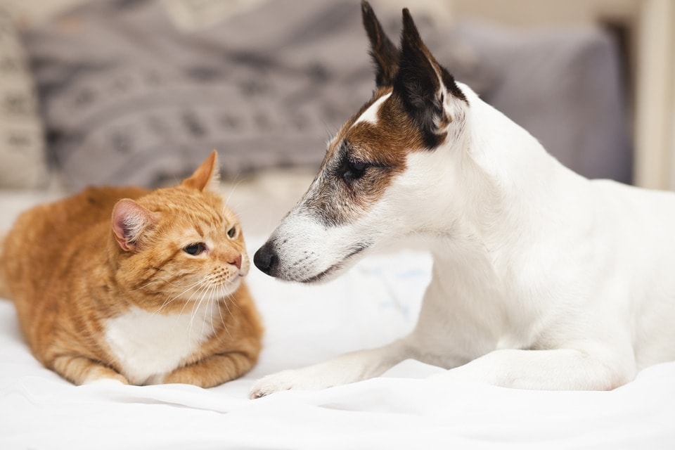 How to Dog Proof a Cat Litter Box: 6 Useful Tips