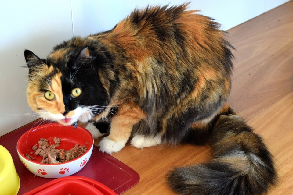 Cat is eating cat food