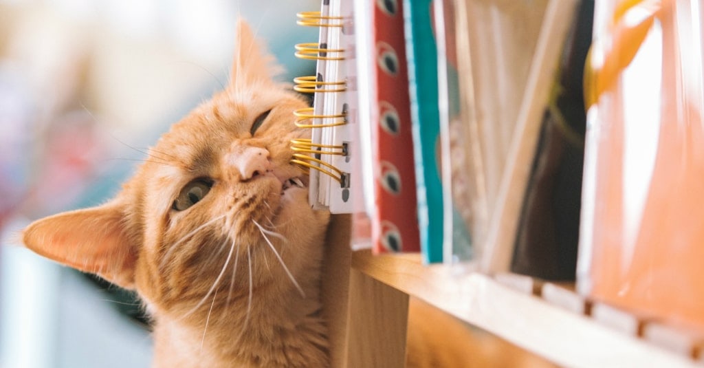 Ginger cat near the books