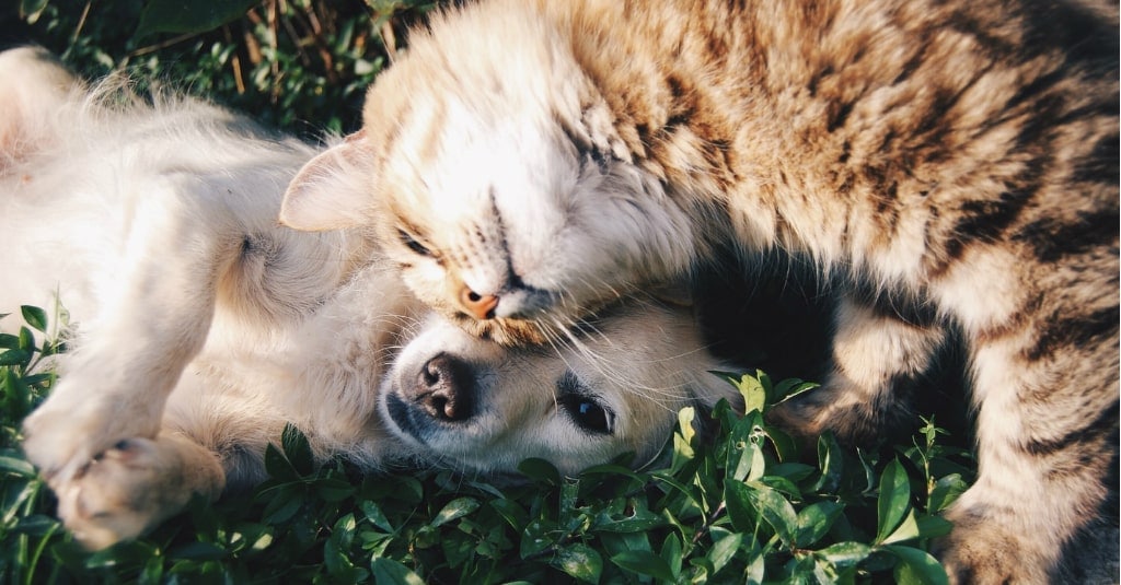 Cat and dog playing