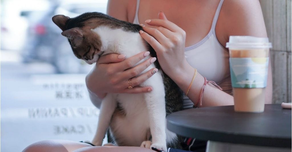 Cat sitting on the girls legs