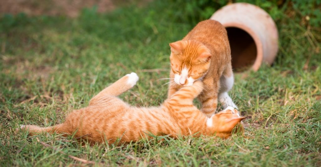 Two ginger cats playing on the grass