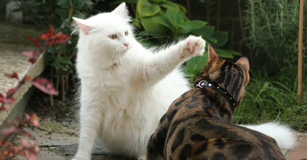 two cats communicate with each other