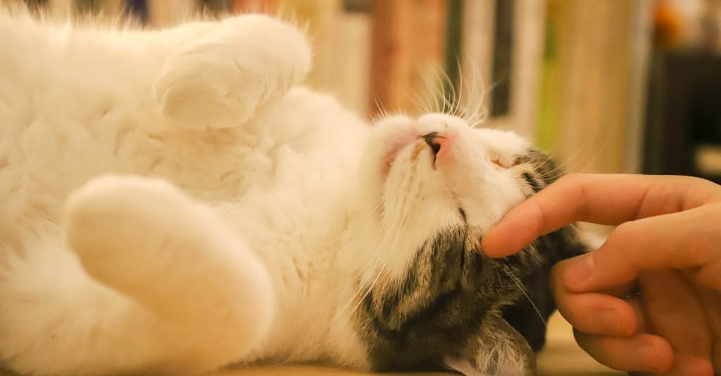 White cat lying on the floor