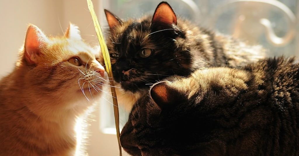 cats sniffing a plant