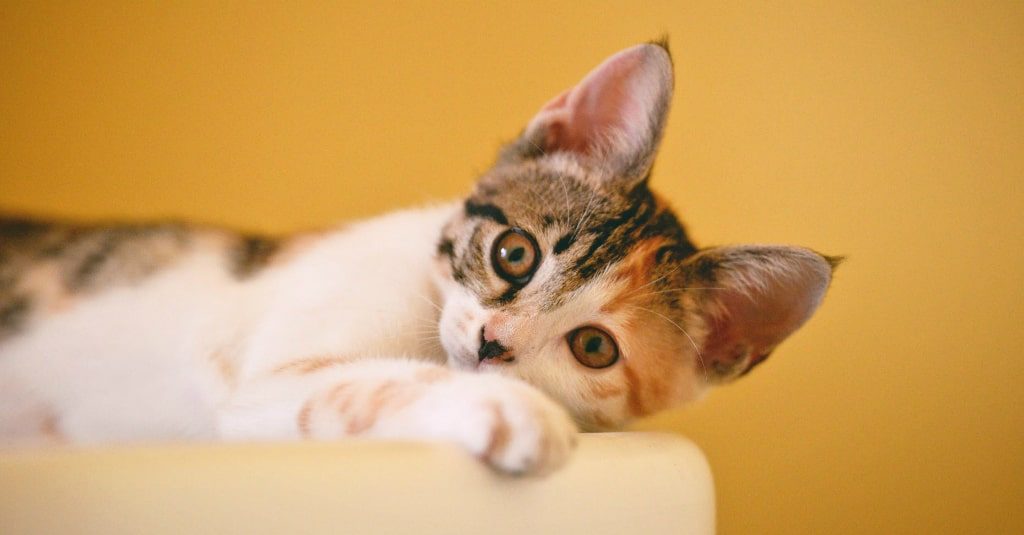 Cat lying on the sofa