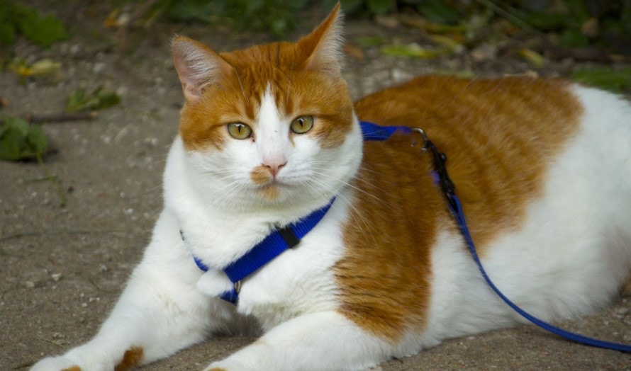 ginger kitten wearing the cat harness
