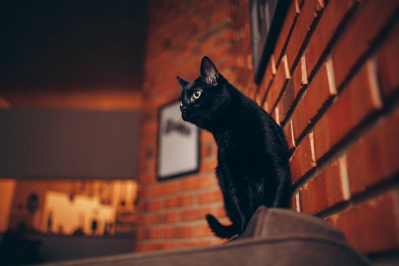 black kitty sitting near the brick wall