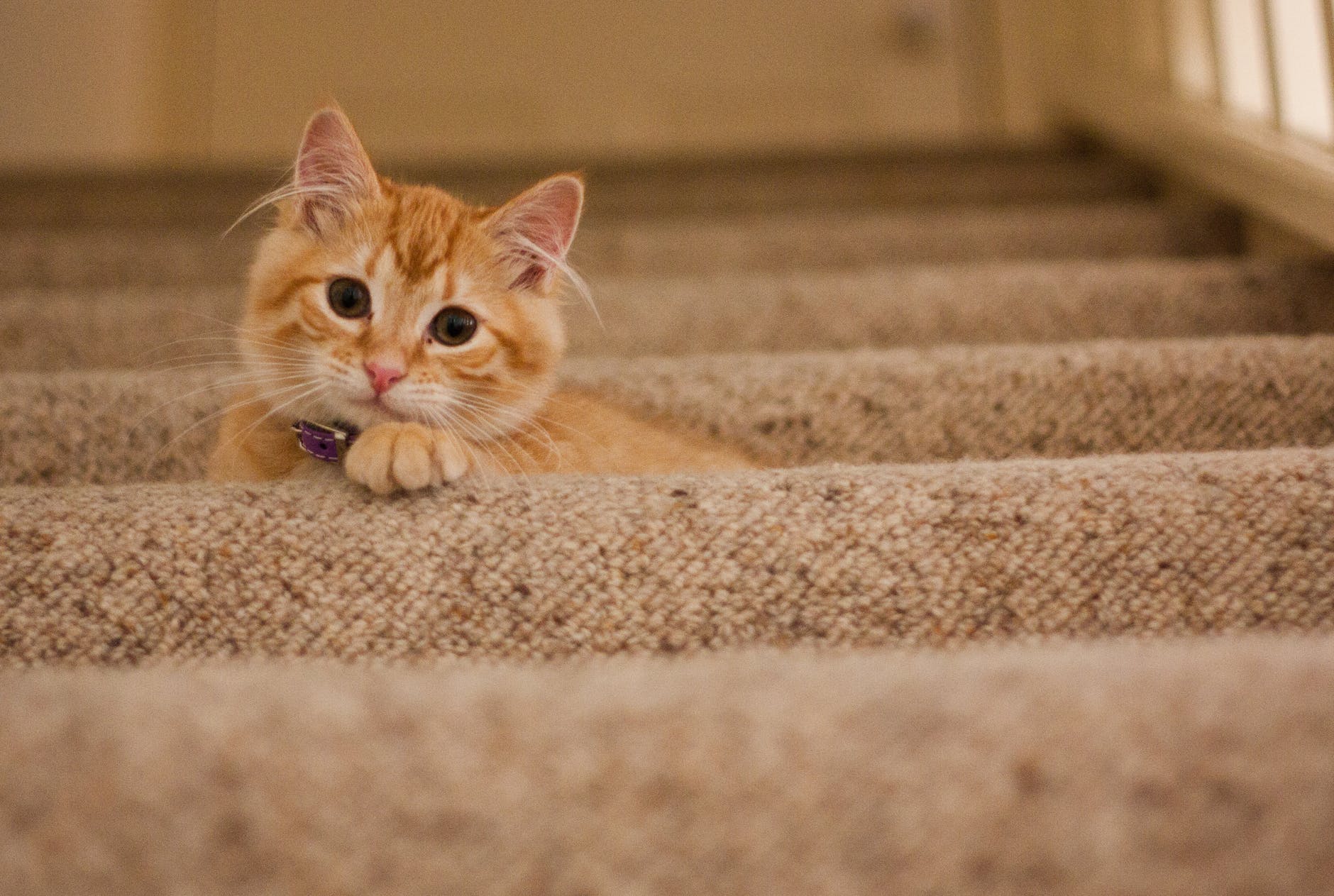 ginger kitten on the stairs