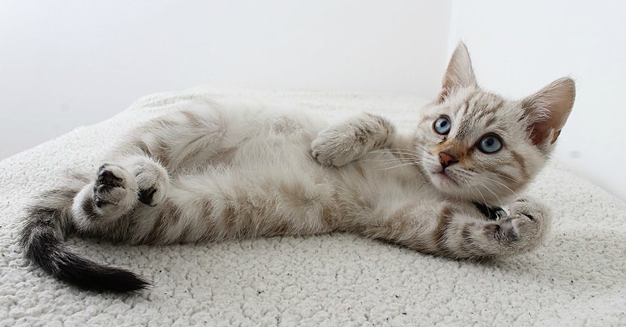 gray kitten lies on his back