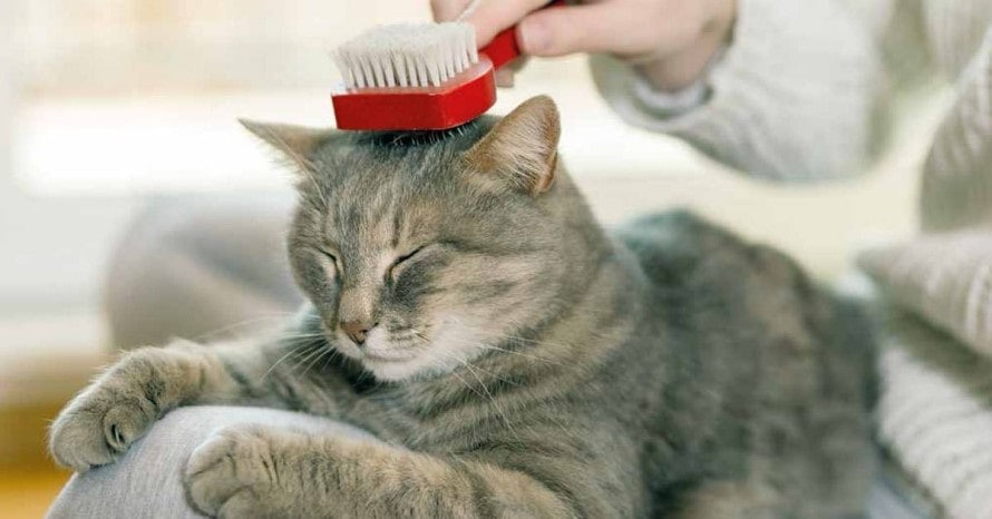 cat hair remower
