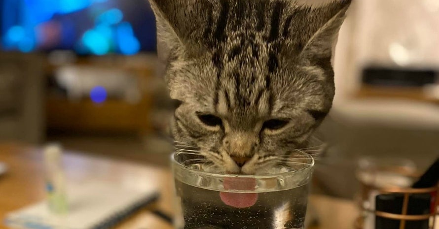 Cat Drink water
