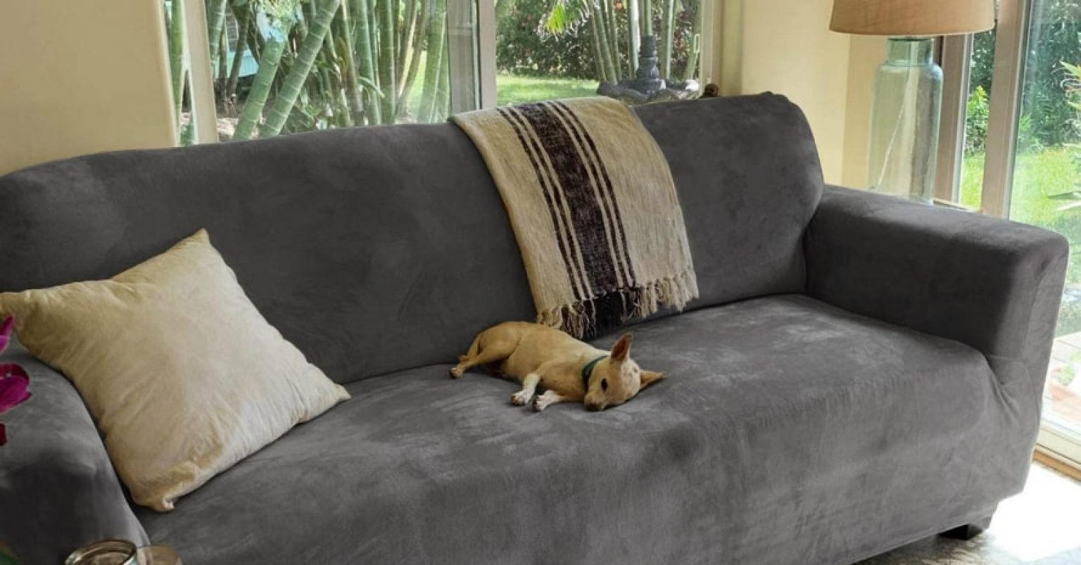 Best Couch Material for Cats with Claws in 2024 CatFriendly Furniture