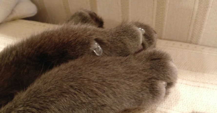 Soft Claws Feline Nail Caps