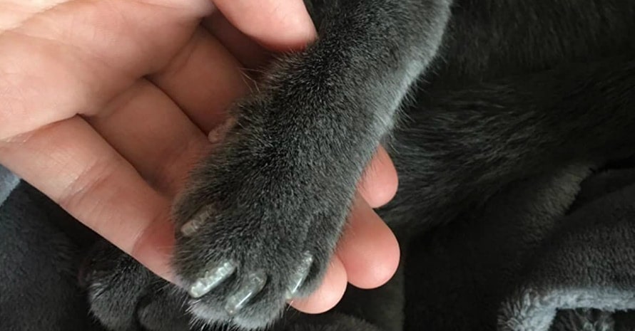 Soft Claws Feline Nail