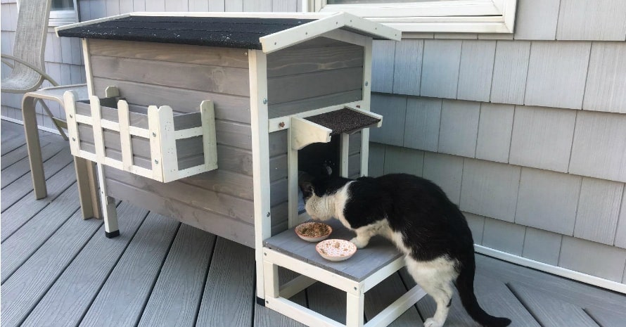 cat eat before Petsfit Weatherproof