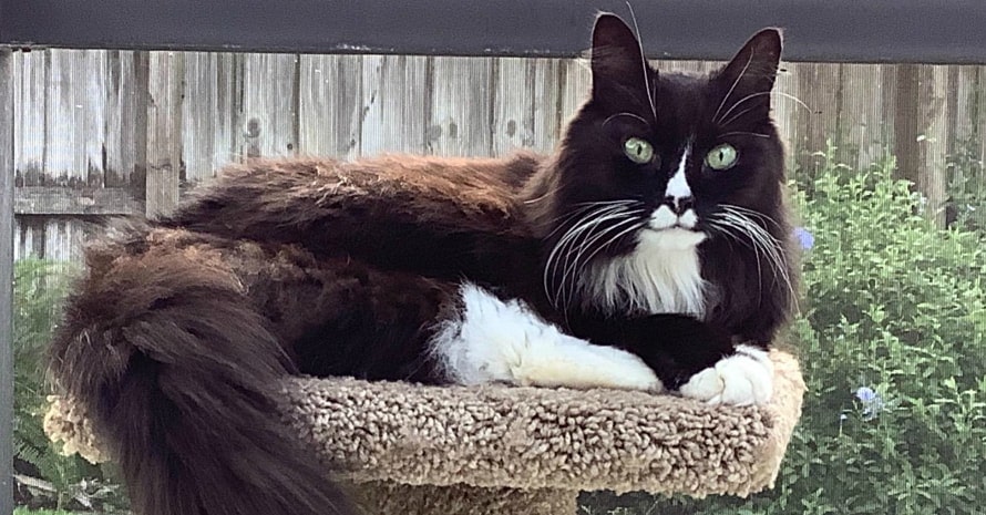 cat on a scratching post