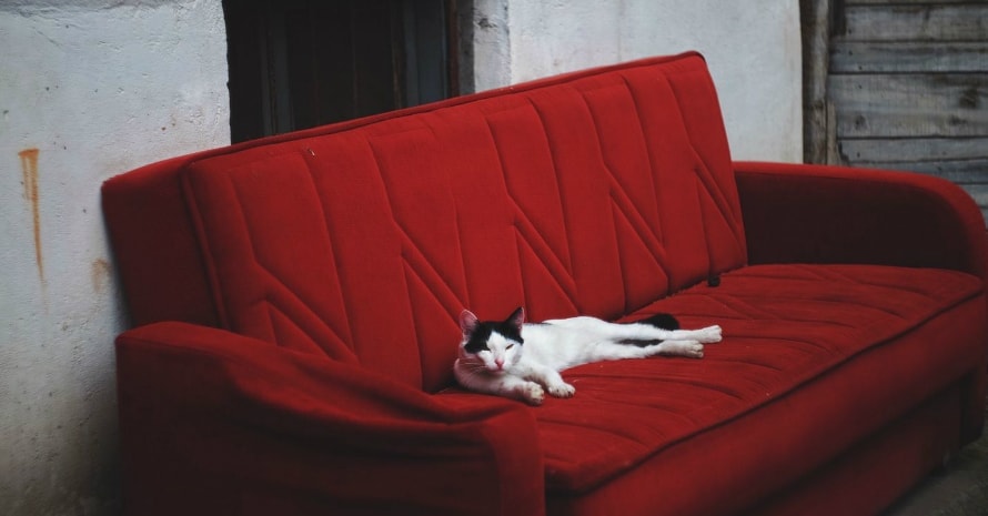 cat on the red couch