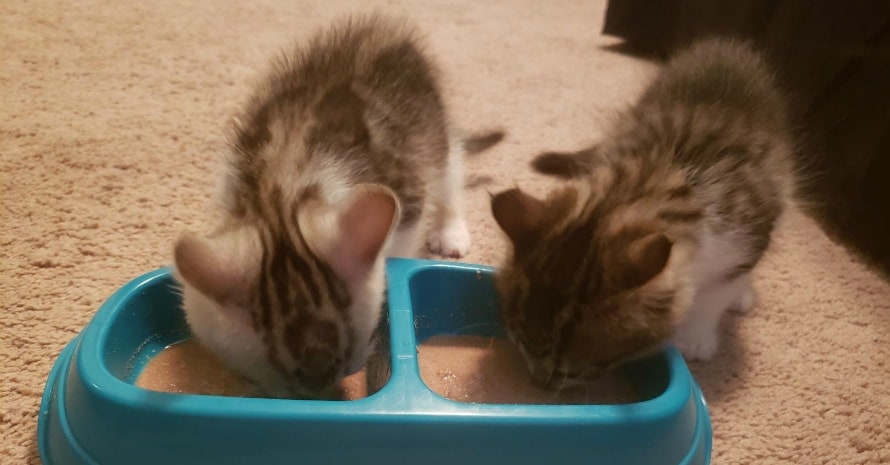 two cats eat from a blue tray