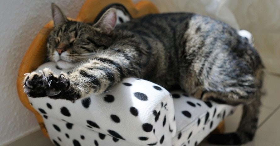 cat nail clippers