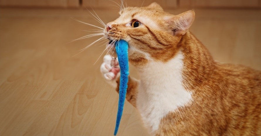 toys for cats