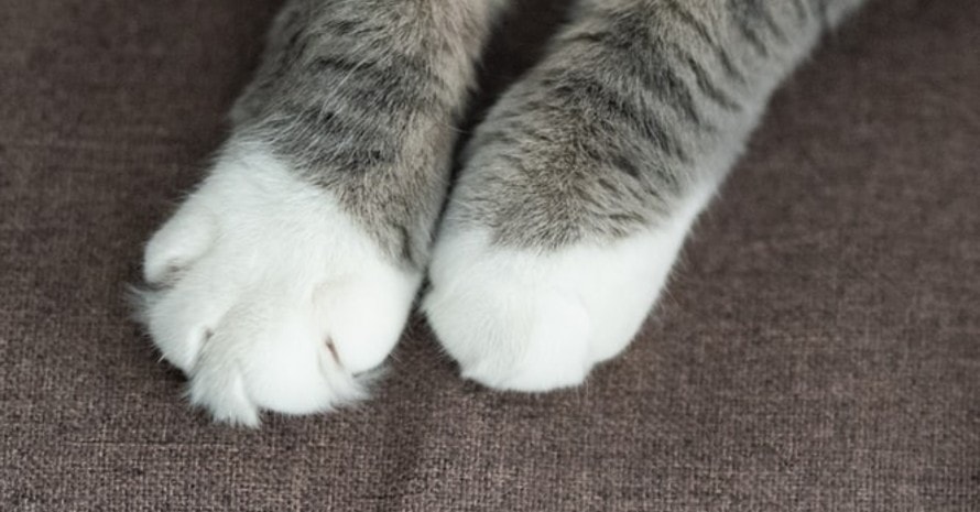 cat-paws