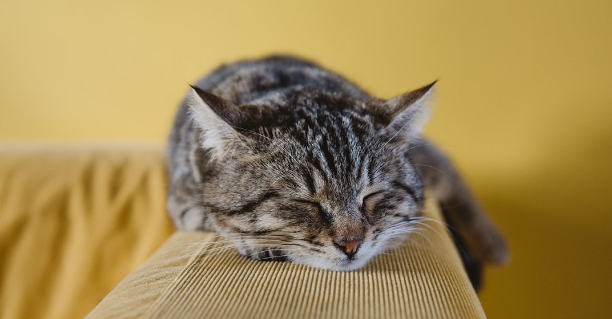 cat-sleeping