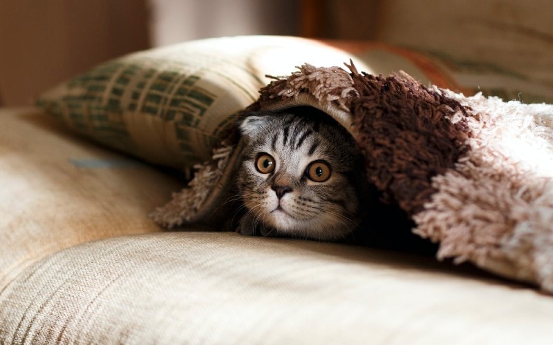 cat-under-the-blanket