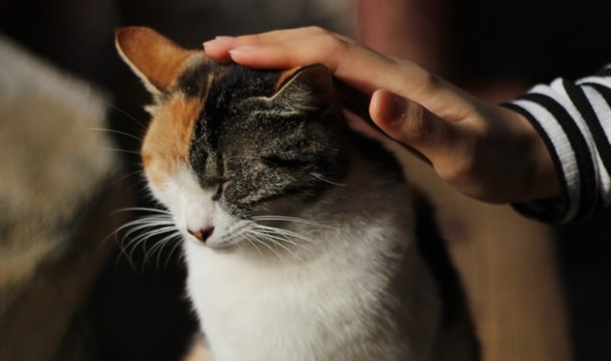 man is petting a cat