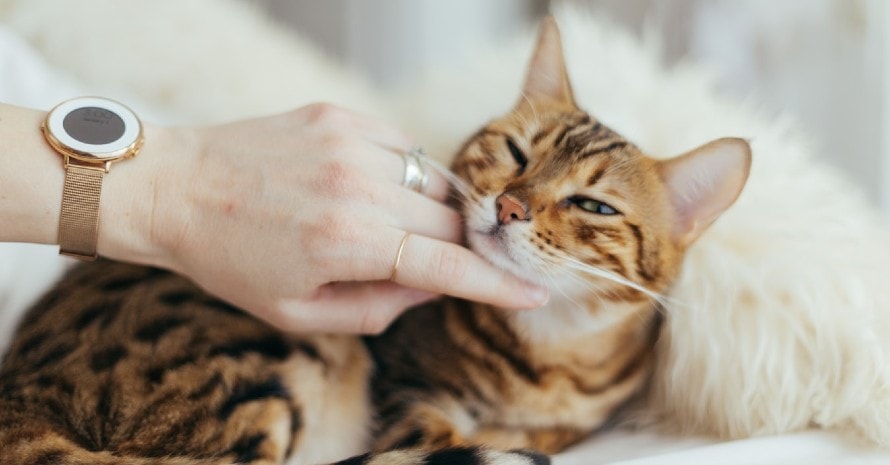 women is petting the cat