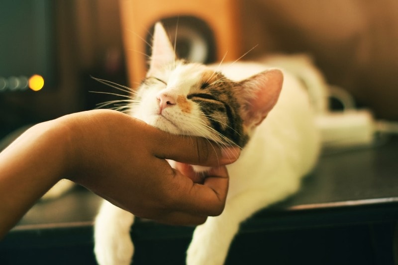 petting-the cat