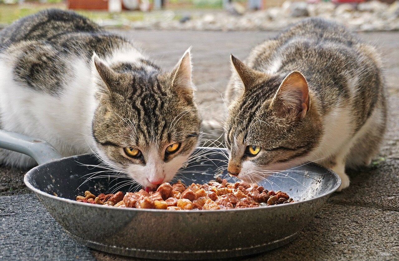 cat food smells good