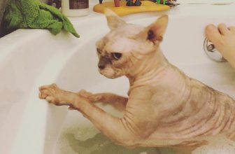 bald cat is bathing