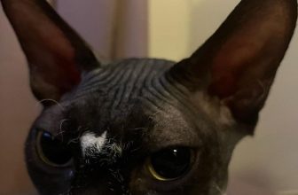 sphynx cat ears