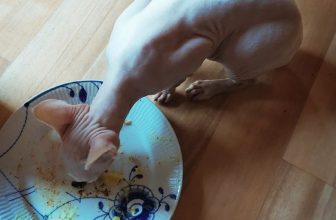 sphynx cat eating from plate