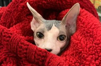 sphynx cat in a red blanket