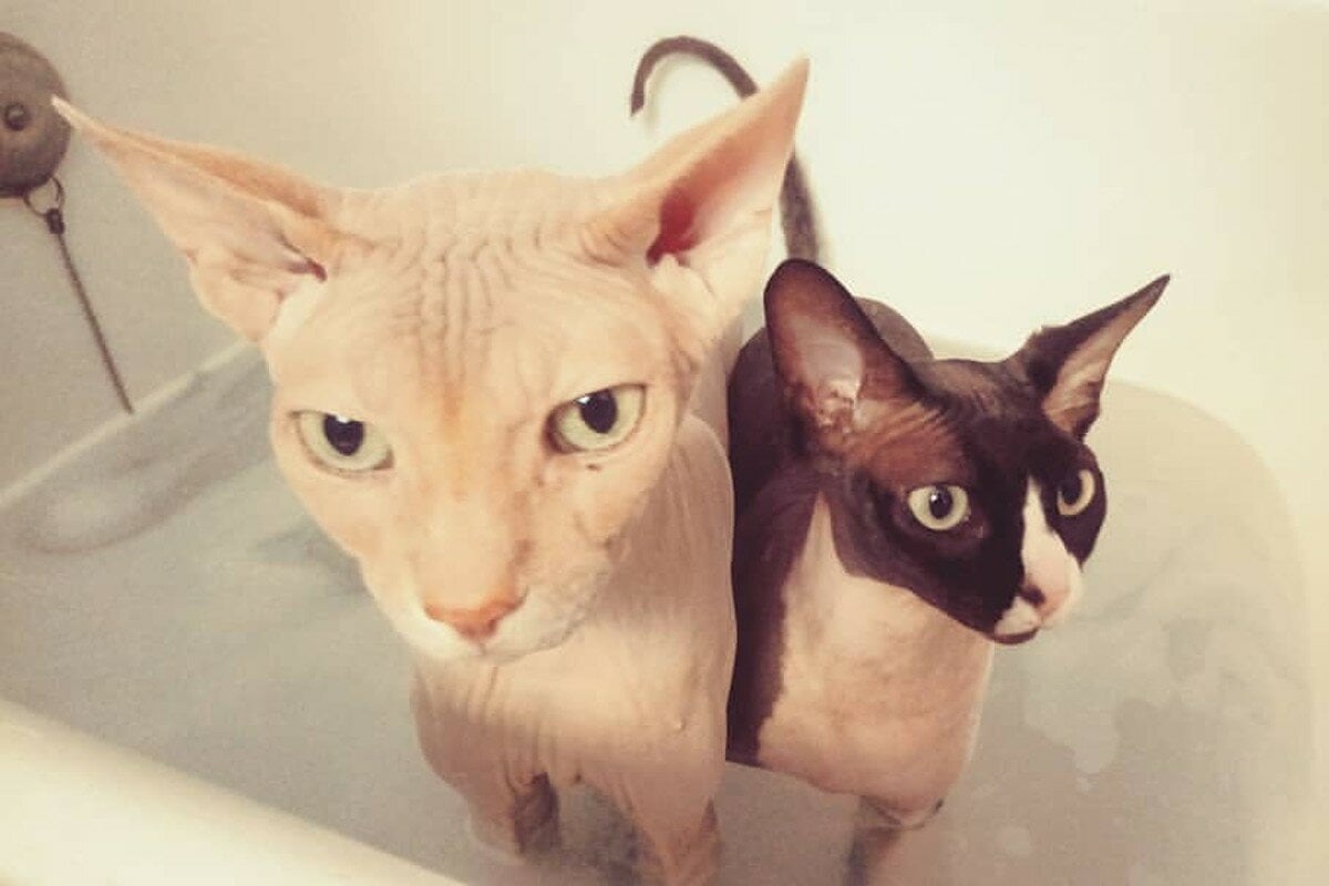 sphynx couple in bath