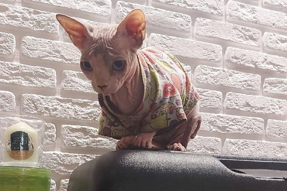 sphynx cat in clothes sitting on aquarium