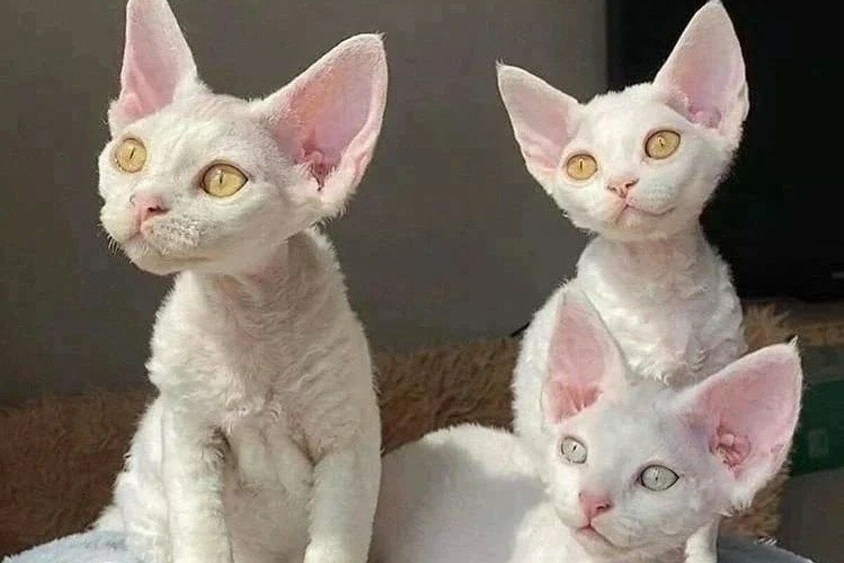 sphynx kittens with white fur