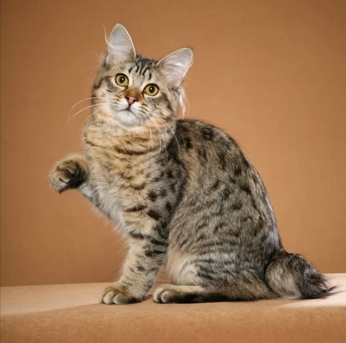 1. American Bobtail In Movies
