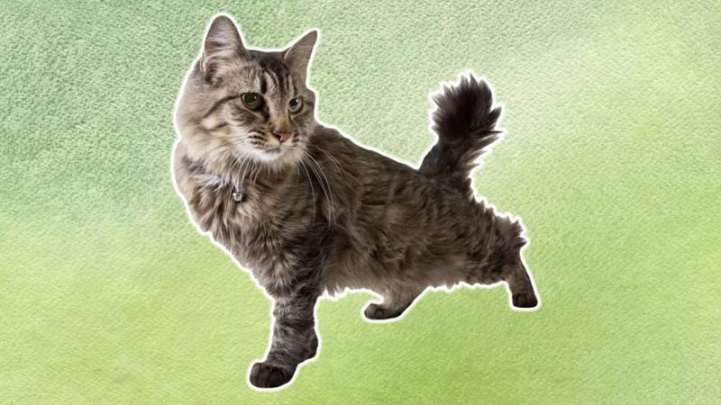2. American Bobtail In Tv Shows