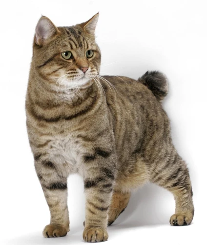 A Brief History Of The American Bobtail