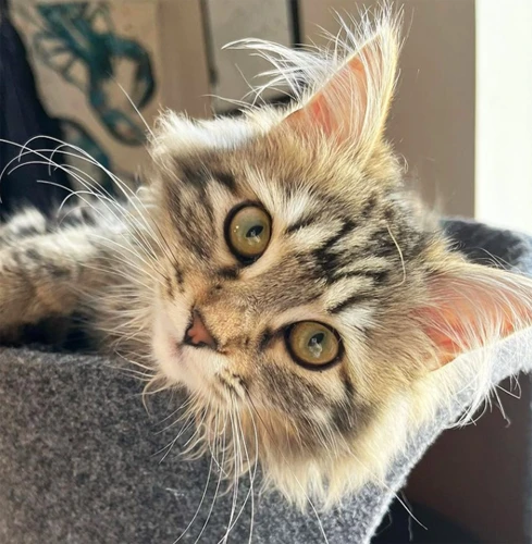 Brushing Your American Bobtail'S Teeth