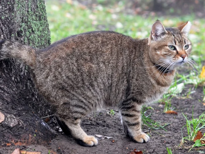 Causes Of Urinary Tract Infections In American Bobtail Cats