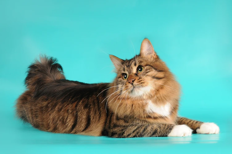 Changes To The American Bobtail Breed Standard
