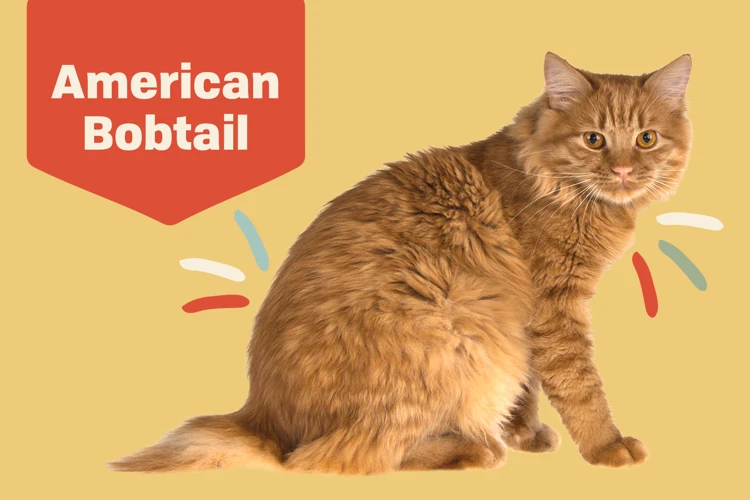 Characteristics Of The American Bobtail Breed