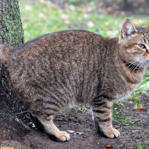 Common Signs And Symptoms Of Utis In American Bobtail Cats