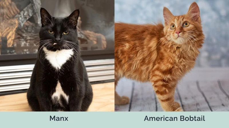 Comparing American Bobtails To Other Feline Breeds